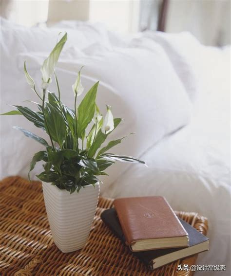 臥室可以放植物嗎